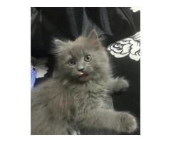 Persian Pets for Adoption