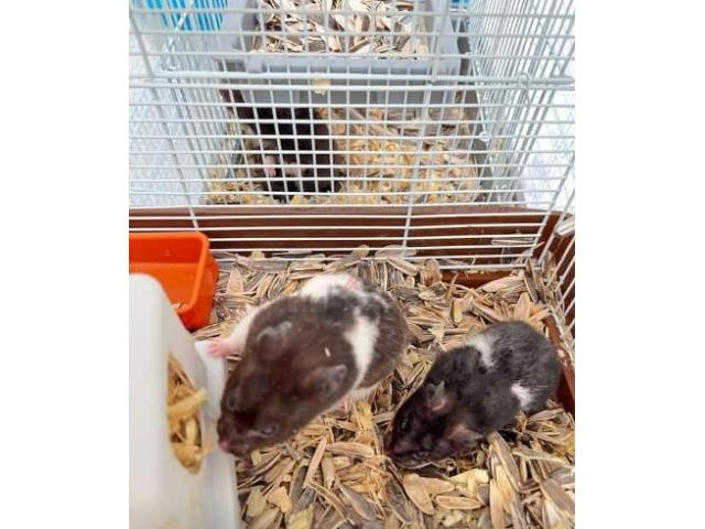 Hamster for free adoption - 1/1