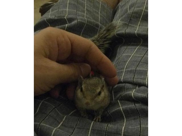 Squirrel for free adoption - 1/2